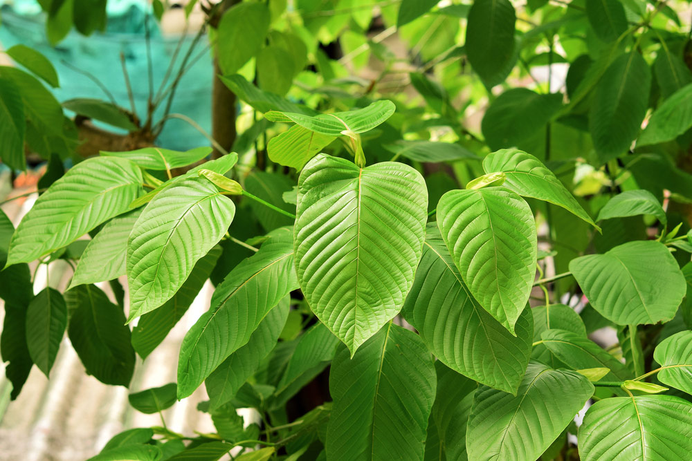 anaheim-lighthouse-dea-to-schedule-kratom-article-image-of-kratom-plant-leaves-322157201