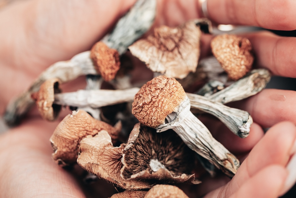 A handful of Psilocybin mushroom 